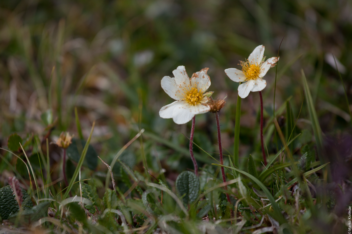 Rootsi 2011. Tundmatu lill Abisko mäe otsas